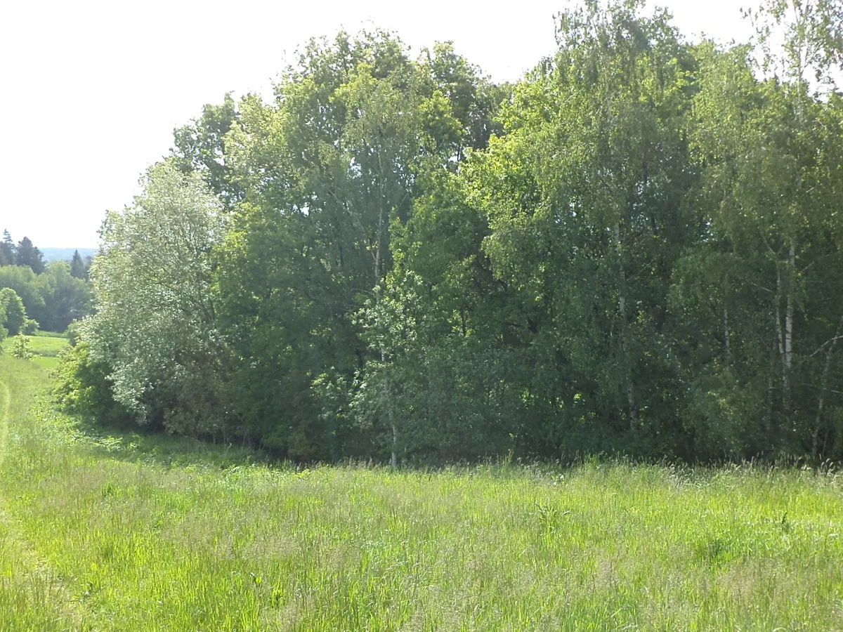 Dražba louky 1175 m²